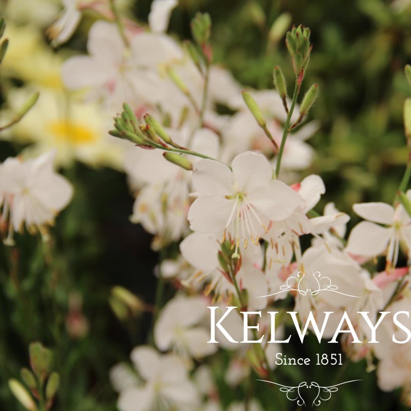 Oenothera lindheimeri GEYSER WHITE ('Gaudwwhi' PBR) (Geyser Series) (G)