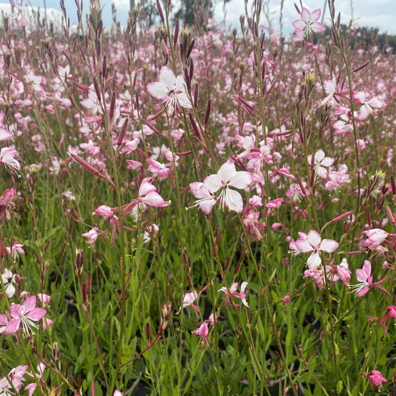 Gaura lindheimeri ROSYJANE ('Harrosy' PBR)