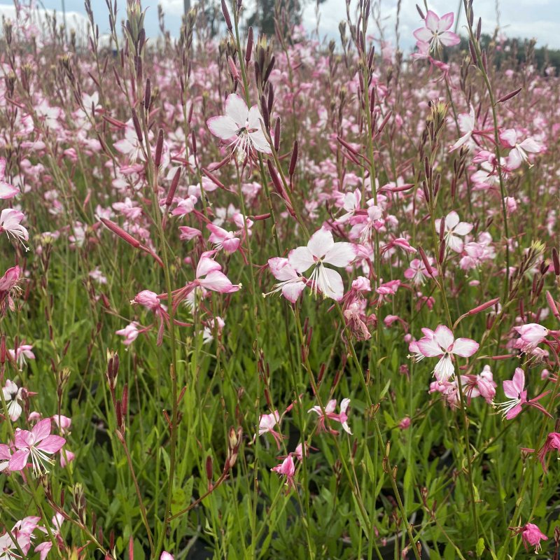 Gaura lindheimeri 'Rosyjane'