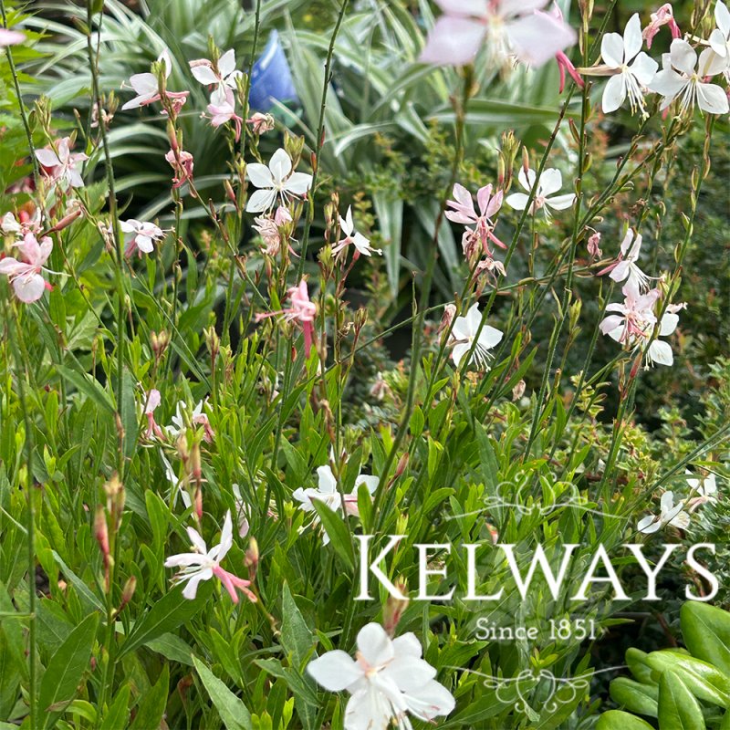 Oenothera lindheimeri 'The Bride' (G) (9cm pot)