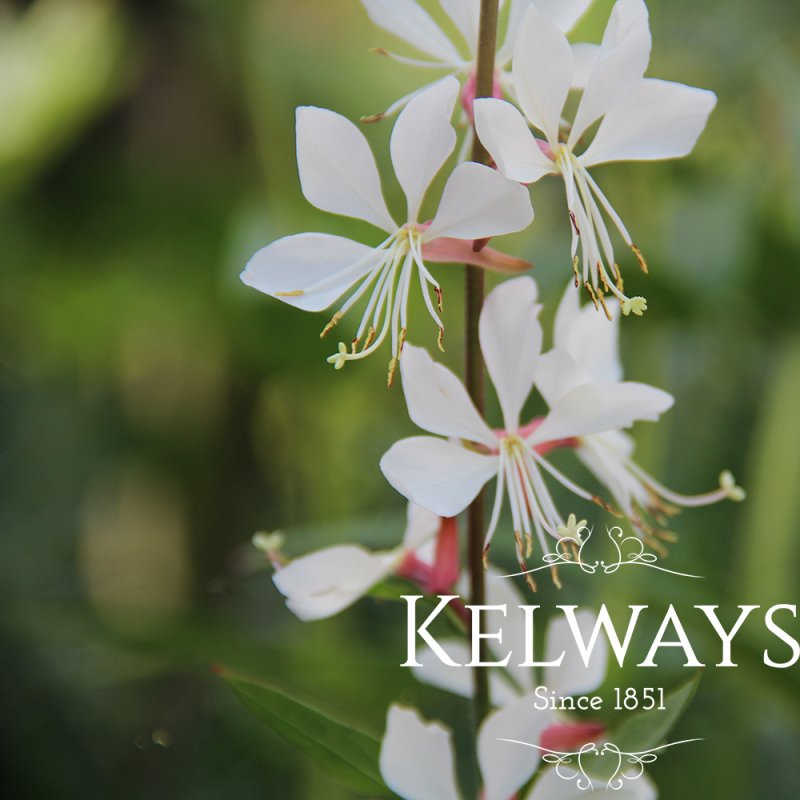 Gaura lindheimeri 'Whirling Butterflies'