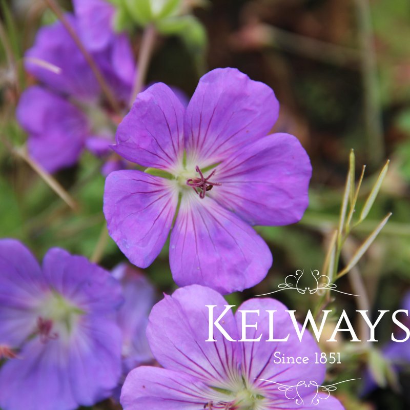Geranium 'Azure Rush'