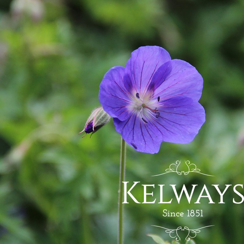 Geranium 'Brookside'