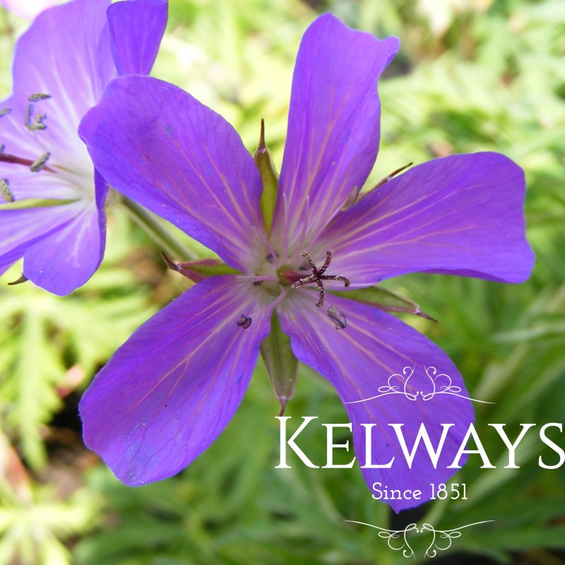 Geranium clarkei (Purple-flowered Group) 'Kashmir Purple'