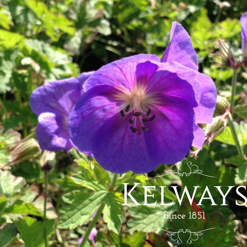Geranium himalayense 'Gravetye'