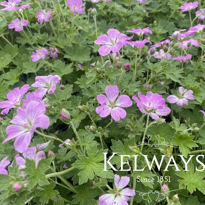 Geranium 'Mavis Simpson'