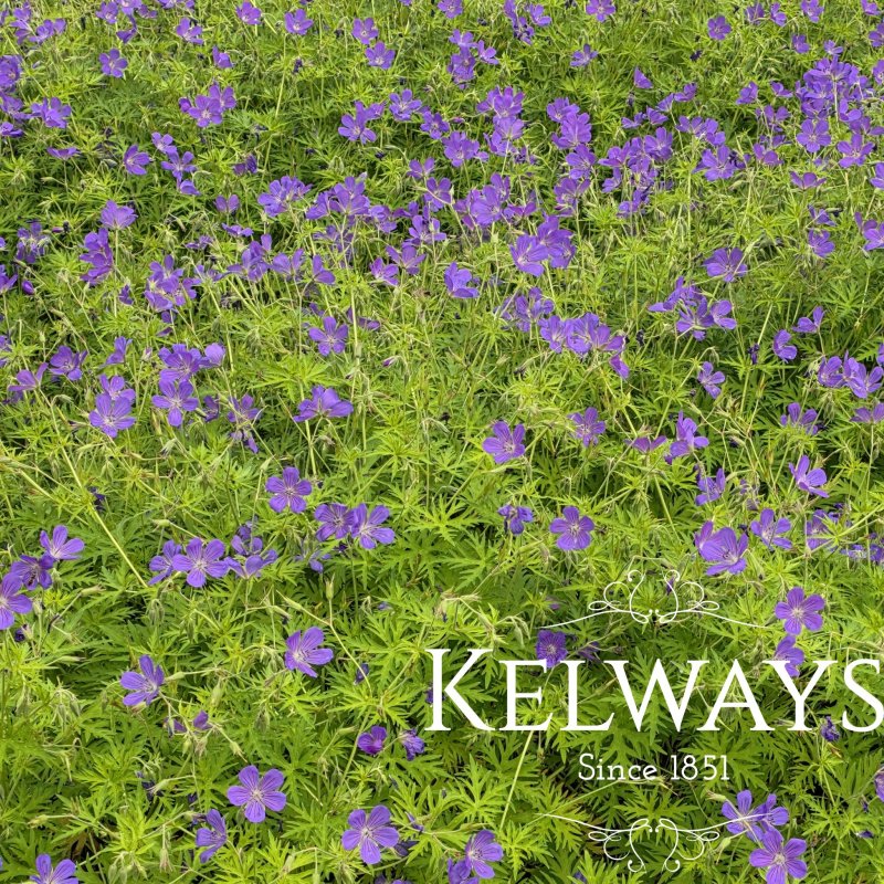 Geranium 'Nimbus'