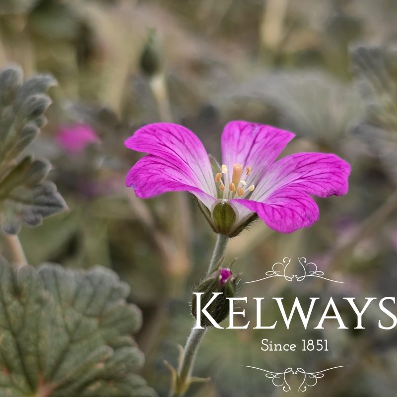 Geranium Orkney Cherry ('Bremerry' PBR)