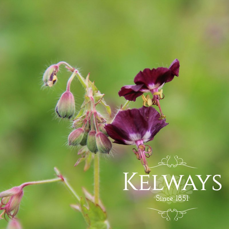 Geranium phaeum