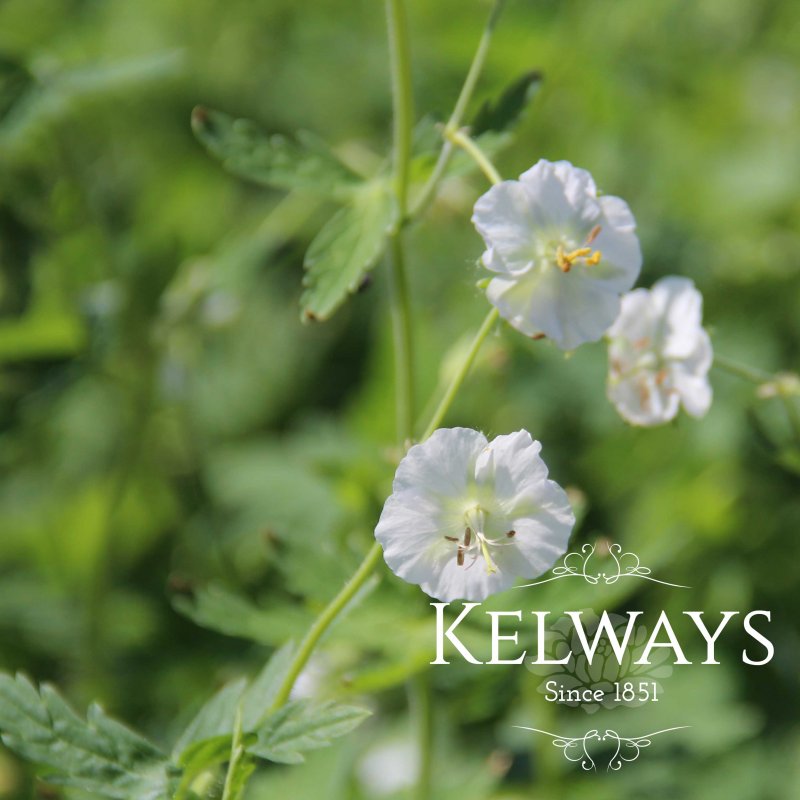 Geranium phaeum 'Album'