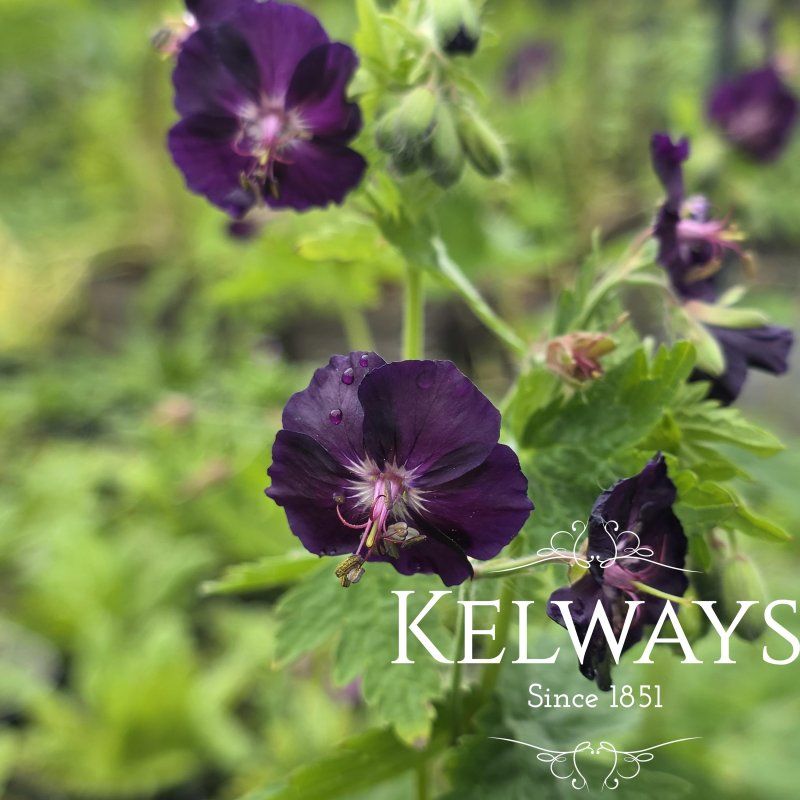 Geranium phaeum 'Raven' (3 litre pot)
