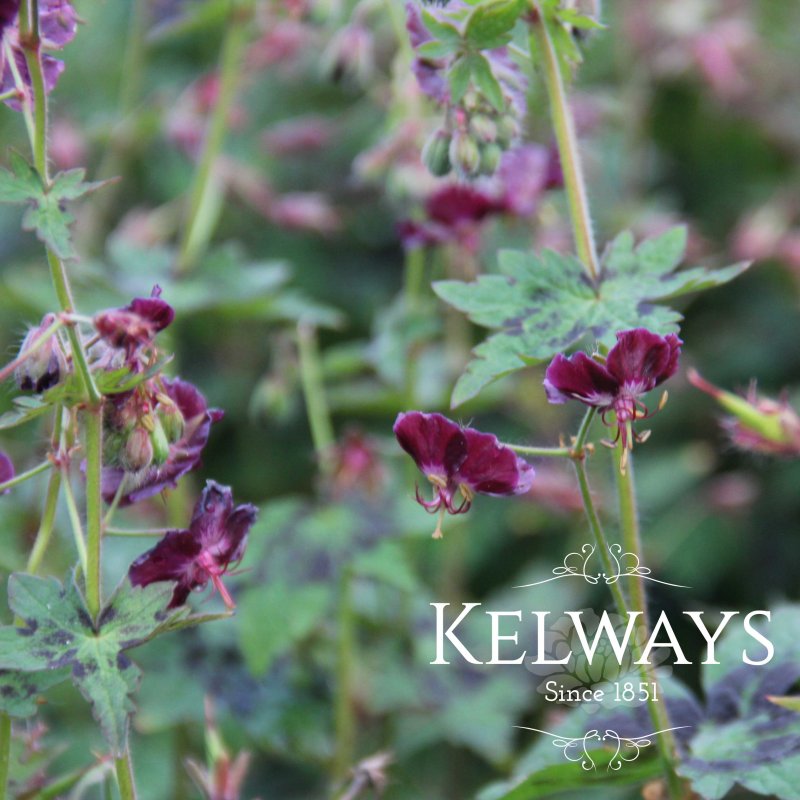 Geranium phaeum var phaeum 'Samobor'