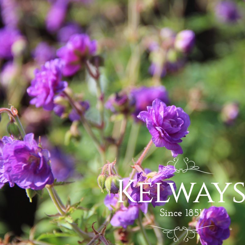Geranium pratense 'Plenum Violaceum' (d)