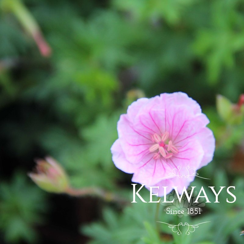 Geranium sanguineum var striatum