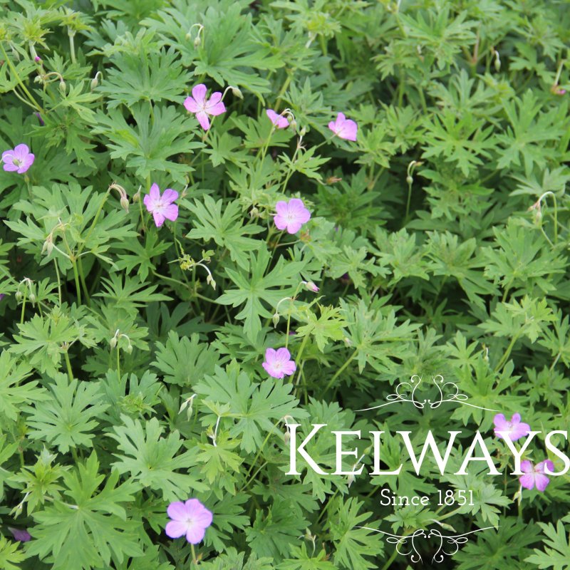 Geranium shikokianum