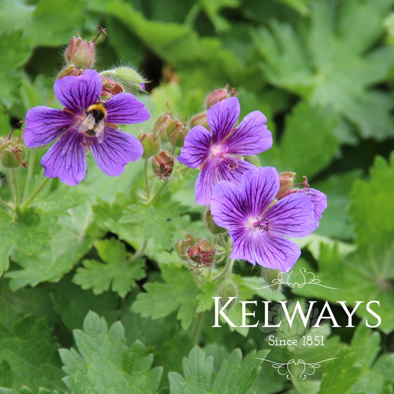 Geranium x magnificum