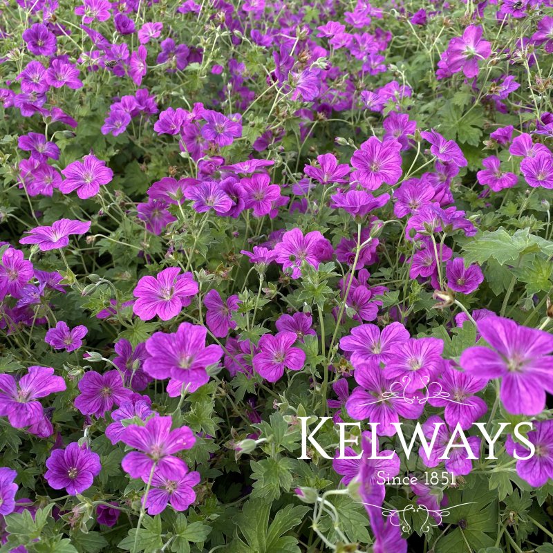 Geranium x riversleaianum 'Russell Prichard'