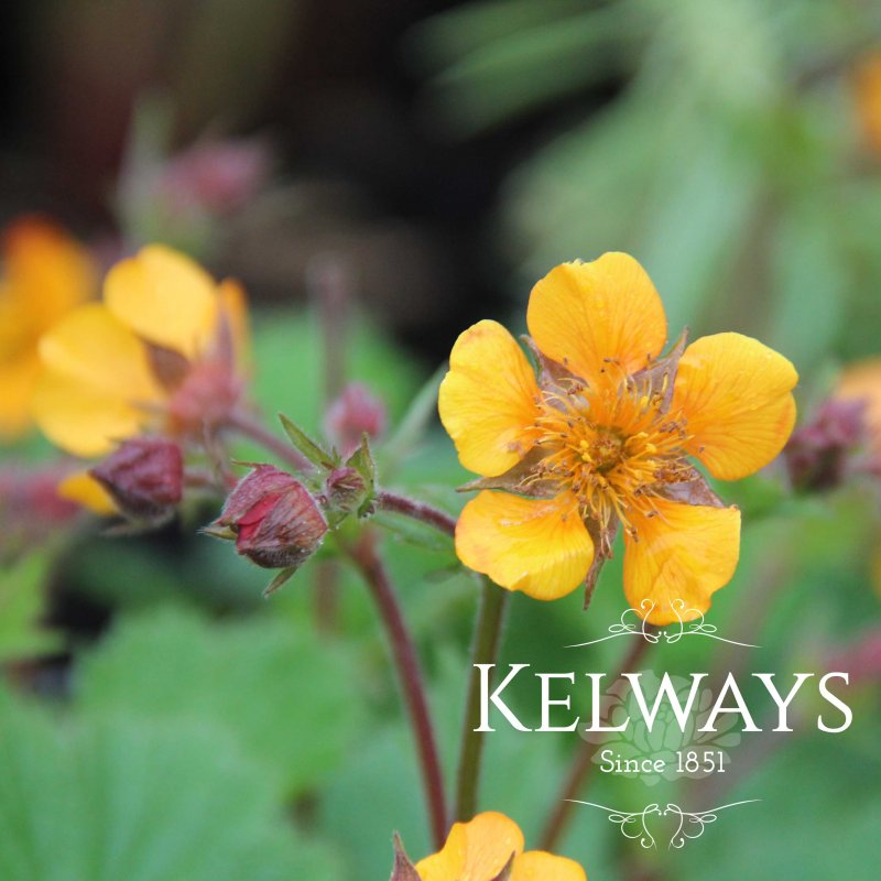Geum 'Karlskaer'