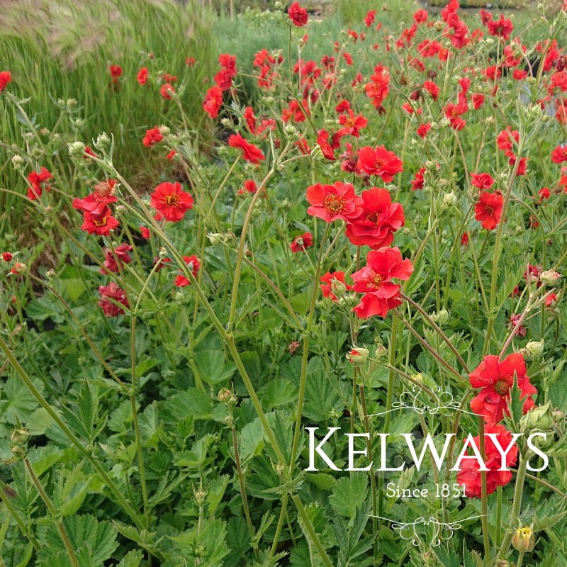 Geum 'Mrs J. Bradshaw'