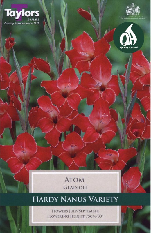 Taylors Bulbs Gladiolus Atom (10 corms)