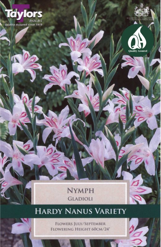 Taylors Bulbs Gladiolus Nymph (10 corms)