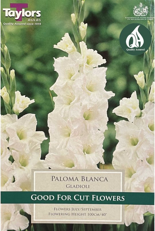 Taylors Bulbs Gladiolus Paloma Blanca (10 corms)