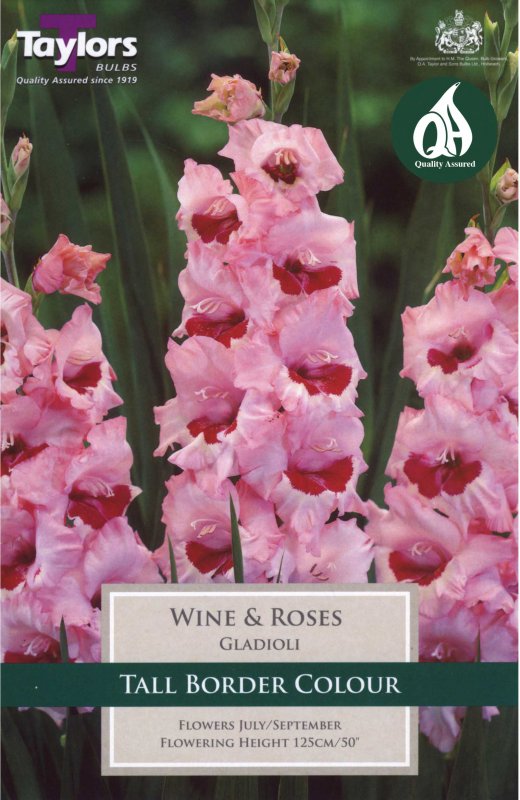 Taylors Bulbs Gladiolus Wine and Roses (10 corms)