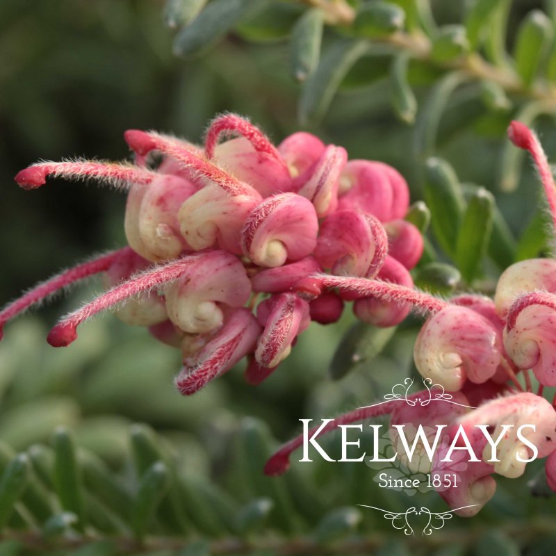 Grevillea lanigera 'Mount Tamboritha'