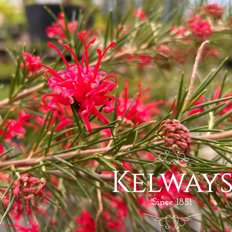 Grevillea 'Olympic Flame'