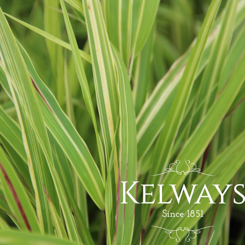 Hakonechloa macra 'Albovariegata' (v)