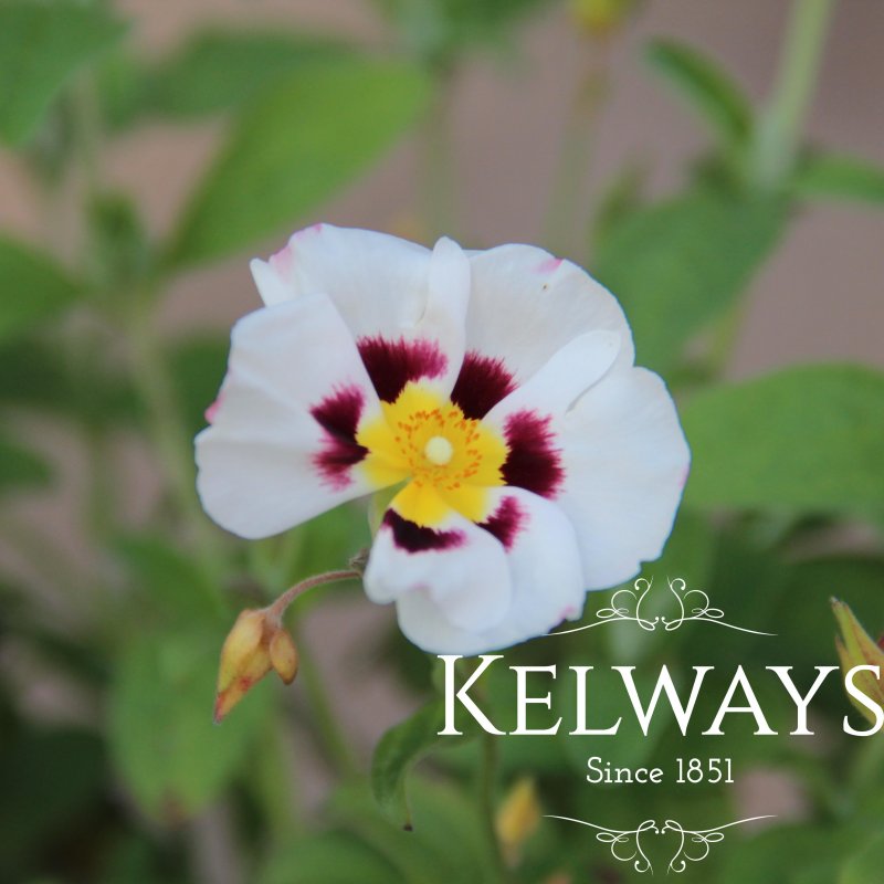 Halimiocistus x wintonensis