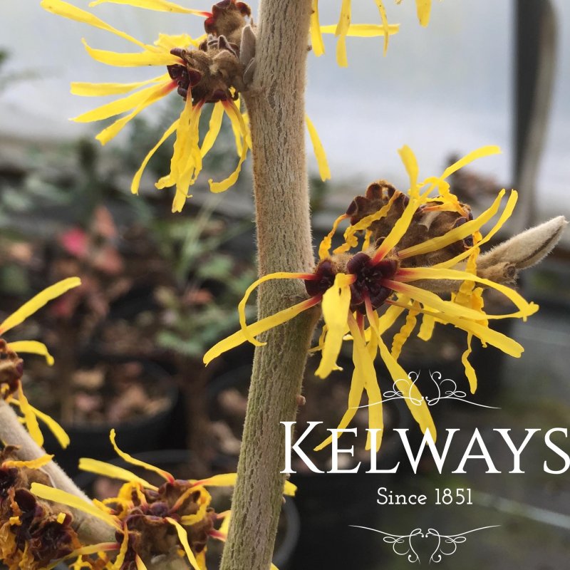 Hamamelis mollis