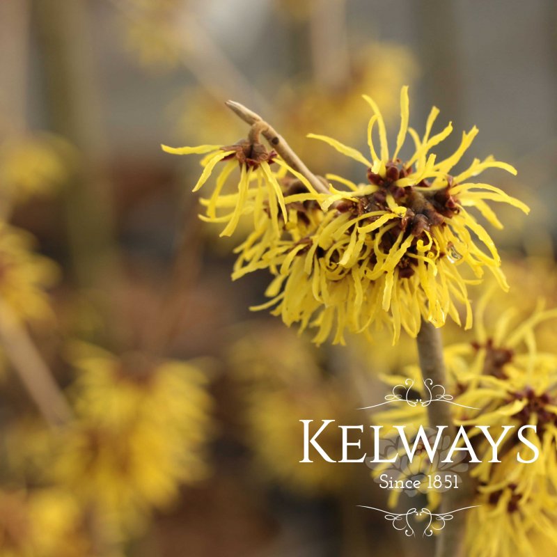 Hamamelis x intermedia 'Westerstede'