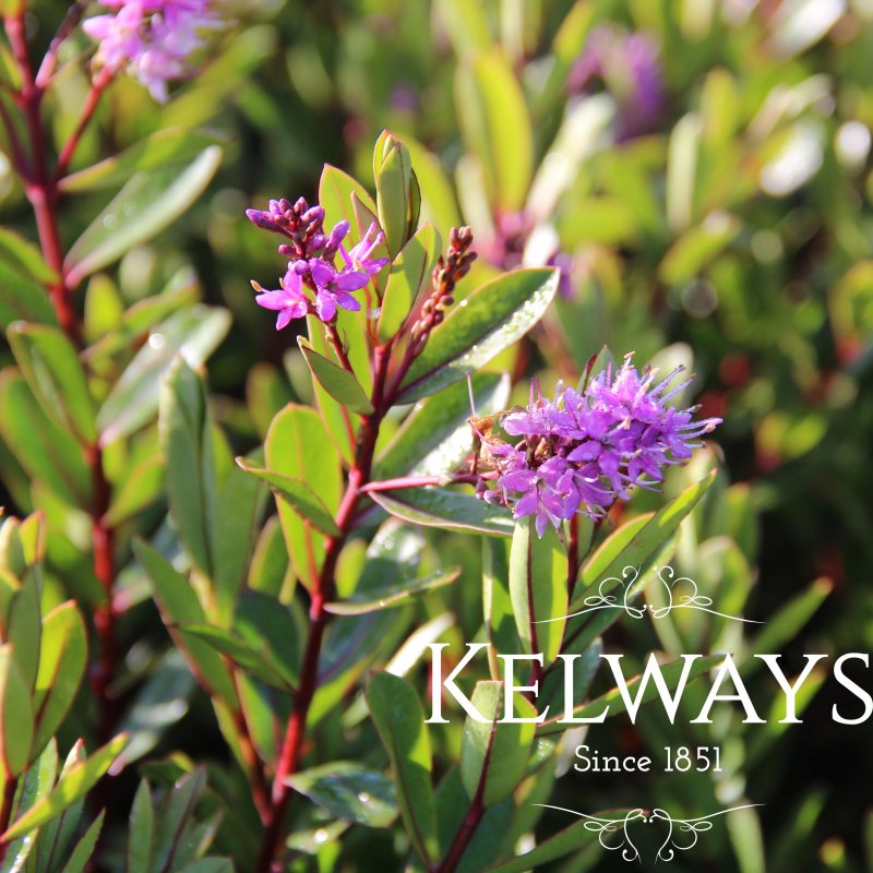 Hebe 'Blue Gem' (3 litre)