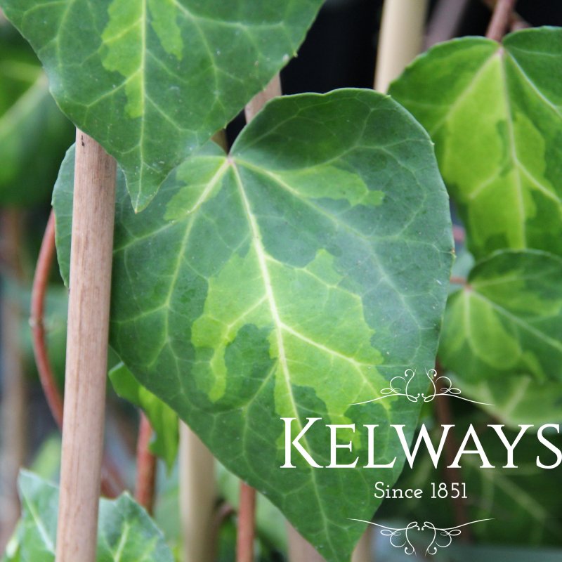 Hedera colchica 'Sulphur Heart'