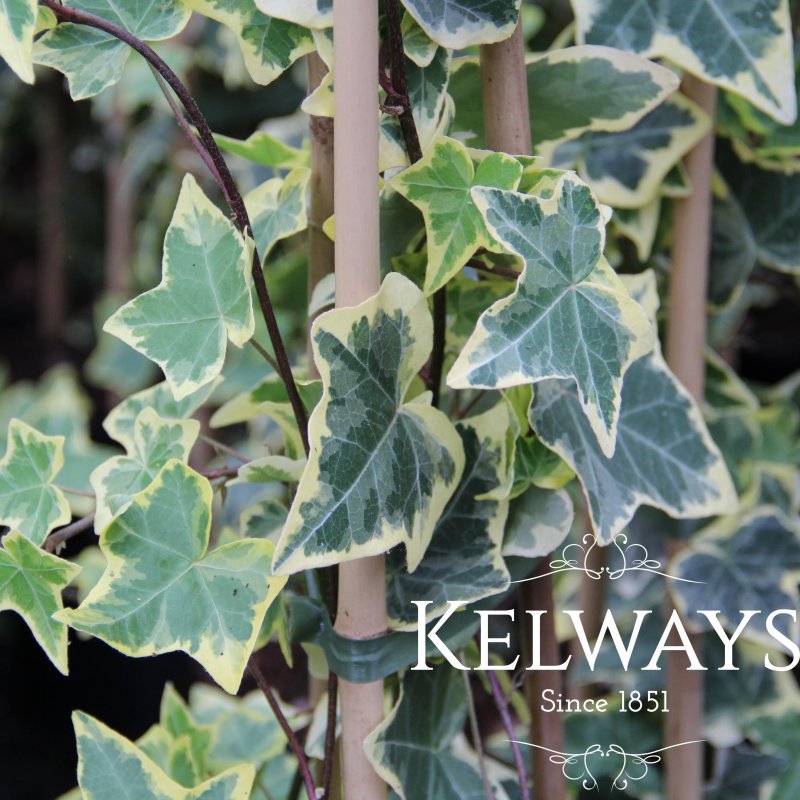 Hedera helix 'Goldchild'