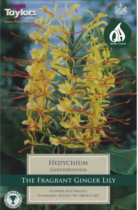 Taylors Bulbs Hedychium gardnerianum (1 rhizome)