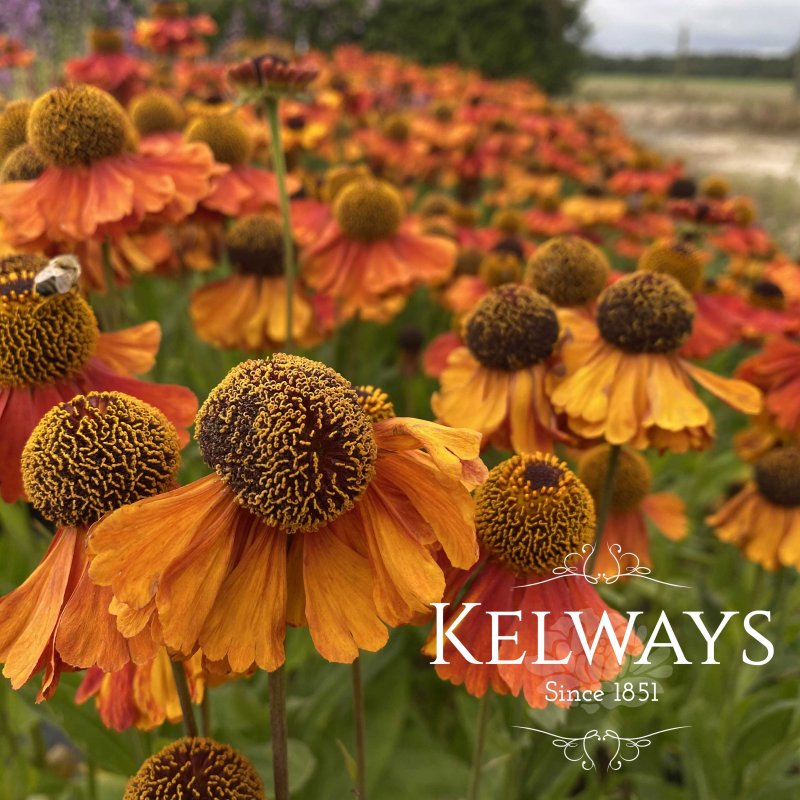 Helenium Sahin's Early Flowerer