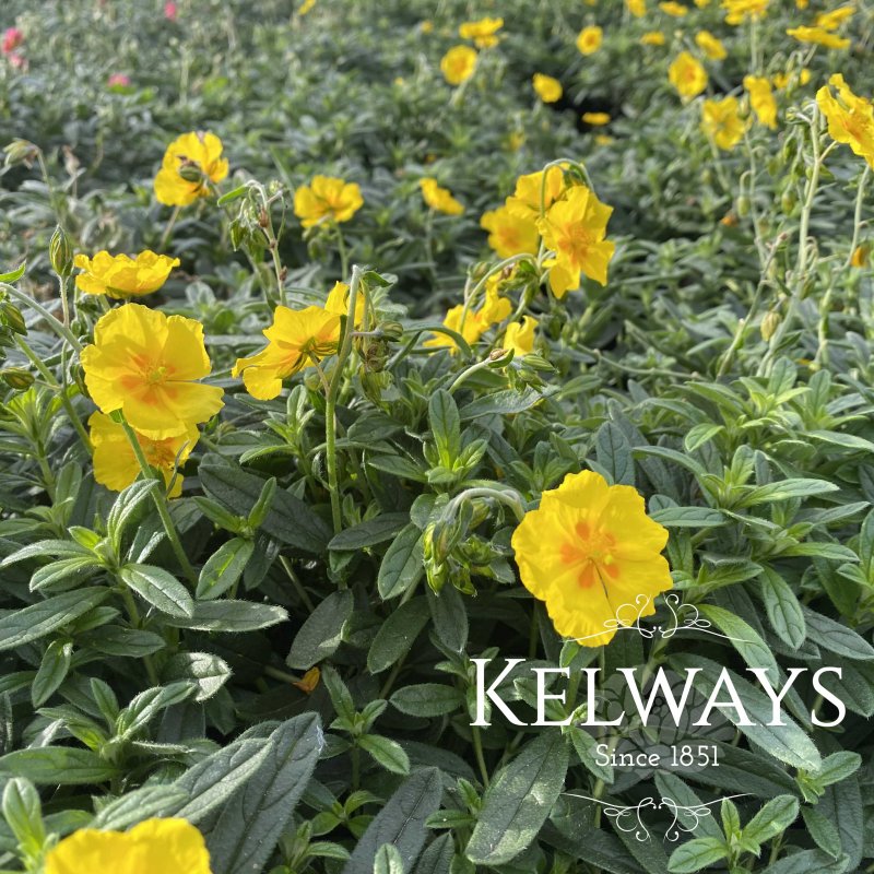 Helianthemum 'Ben Fhada'