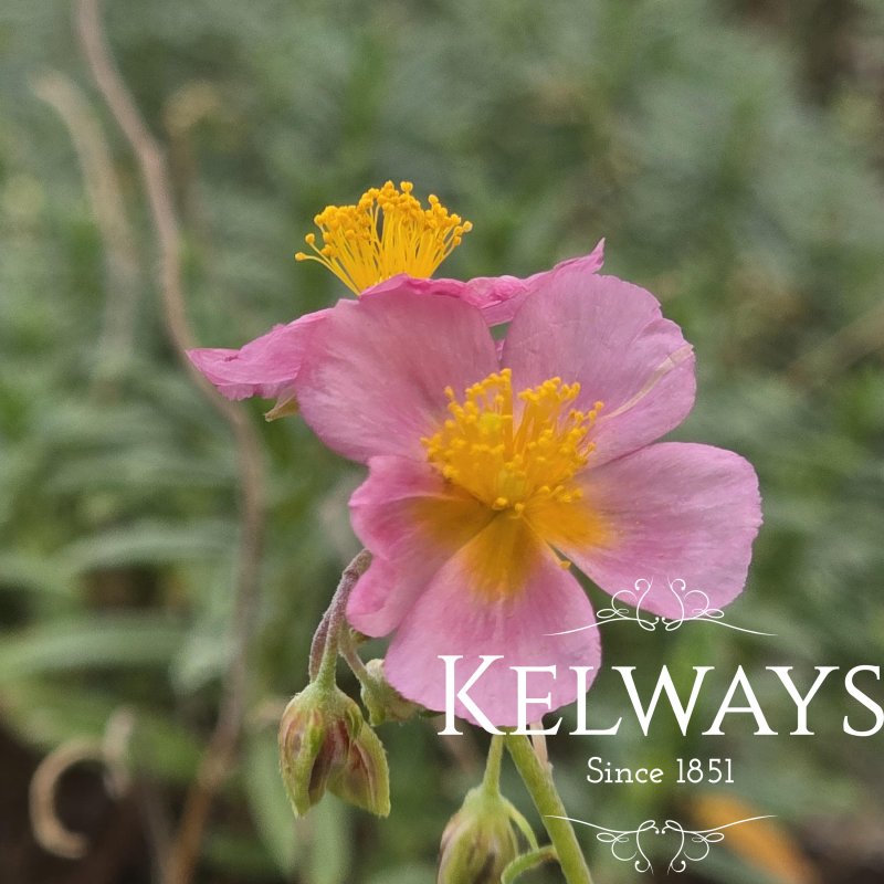 Helianthemum 'Lawrenson's Pink'