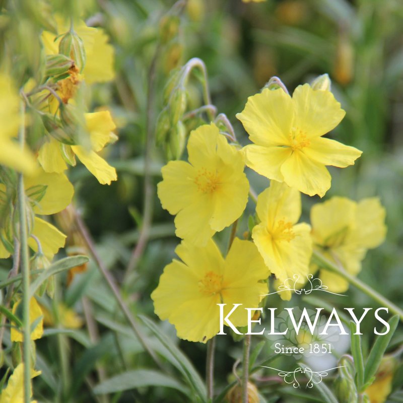 Helianthemum 'Wisley Primrose'