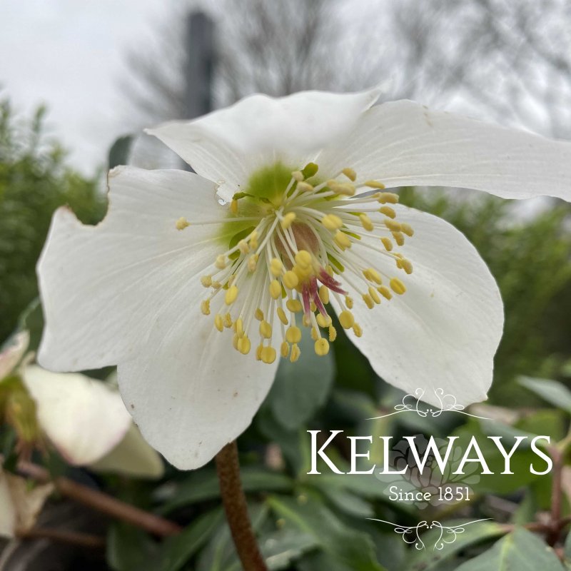 Helleborus niger