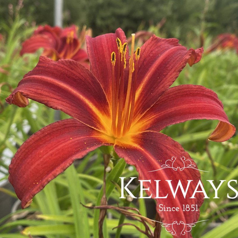 Hemerocallis 'Crimson Pirate'