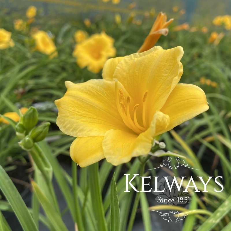 Hemerocallis 'Stella de Oro'