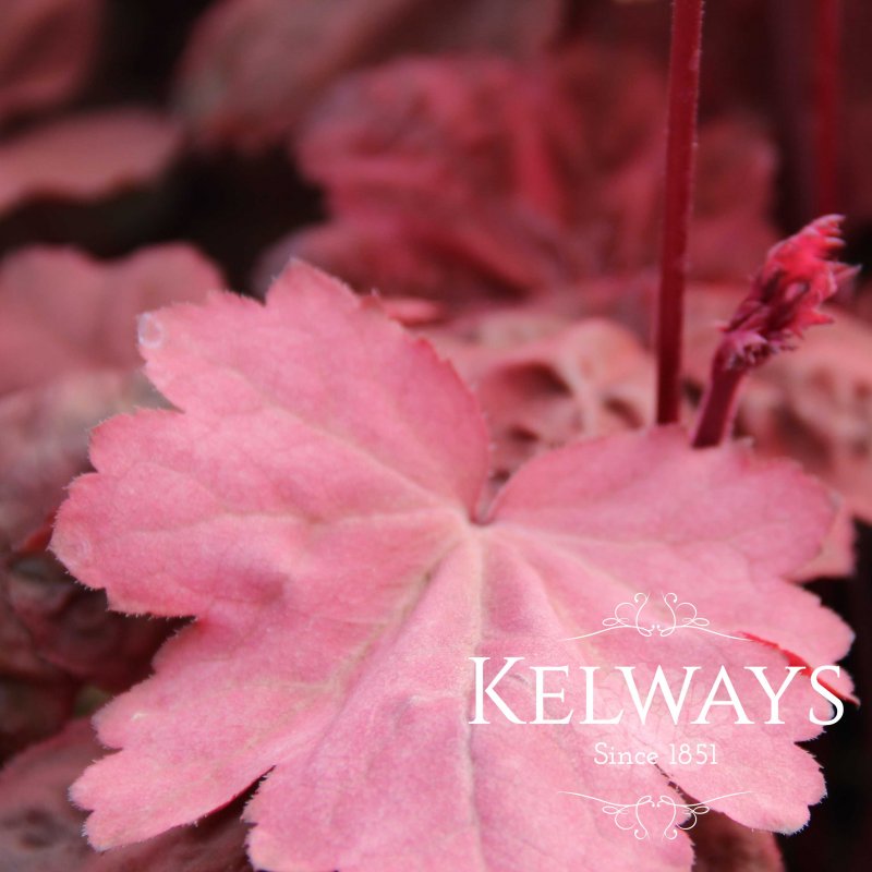 Heuchera Autumn Leaves