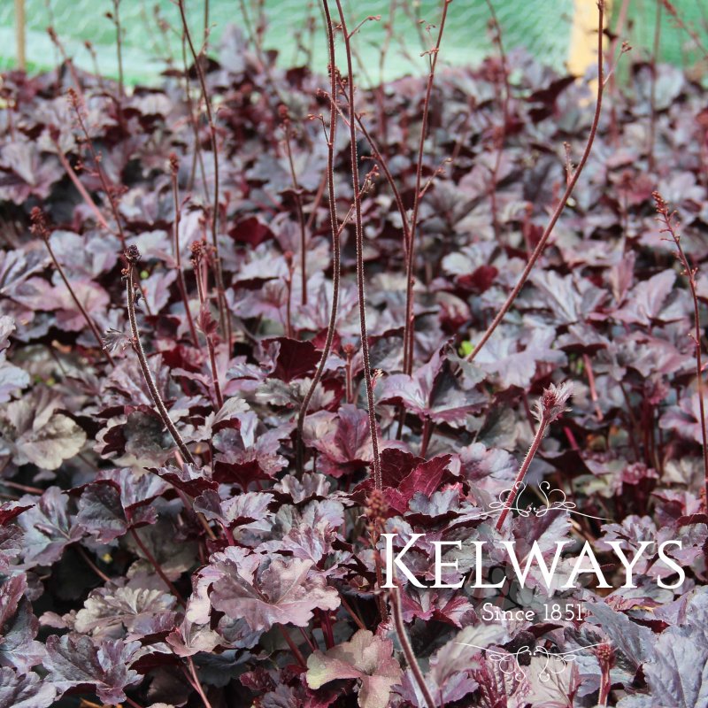 Heuchera 'Obsidian'