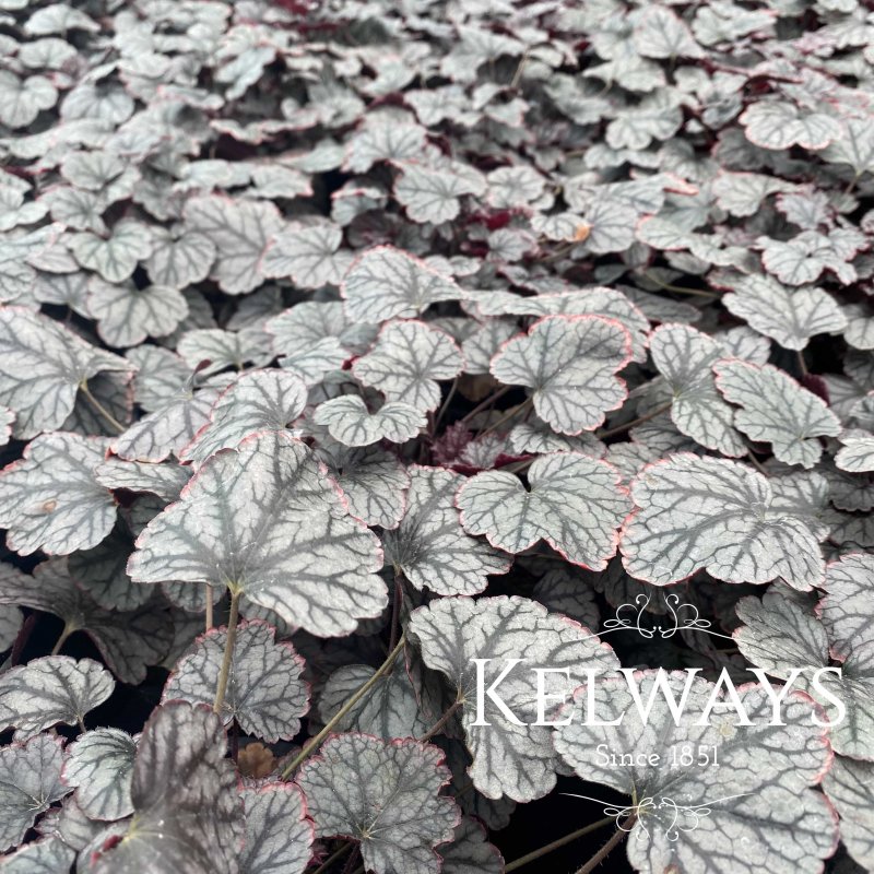 Heuchera Sugar Frosting