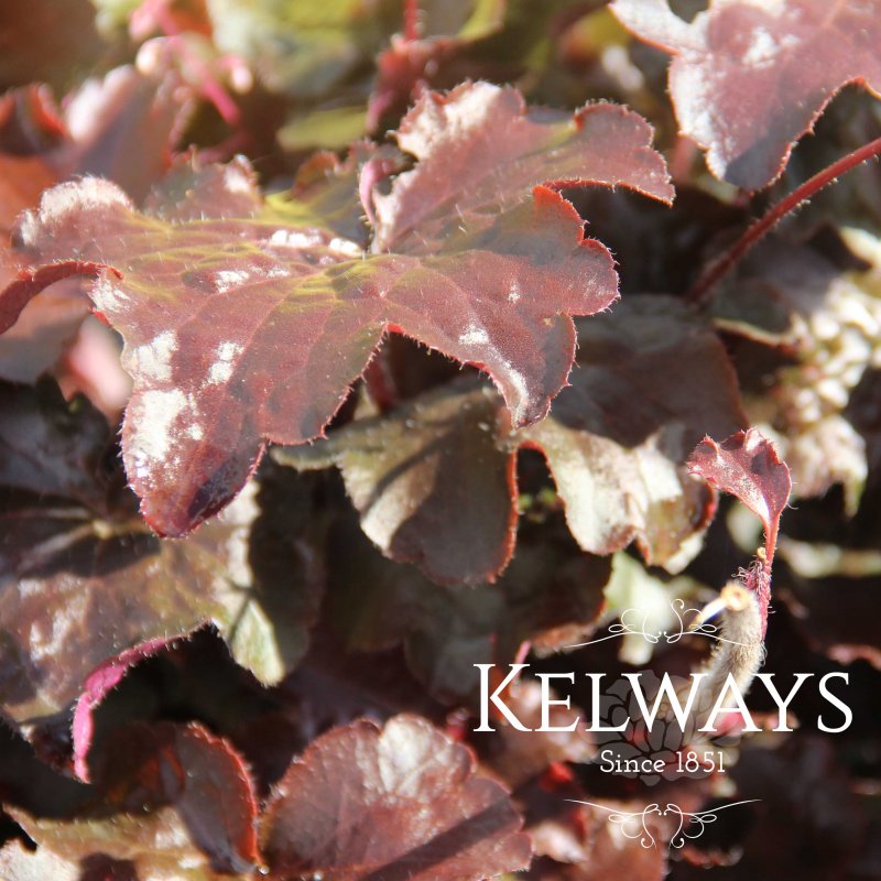 Heuchera villosa 'Palace Purple'