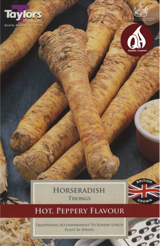 Taylors Bulbs Horseradish (2 roots)