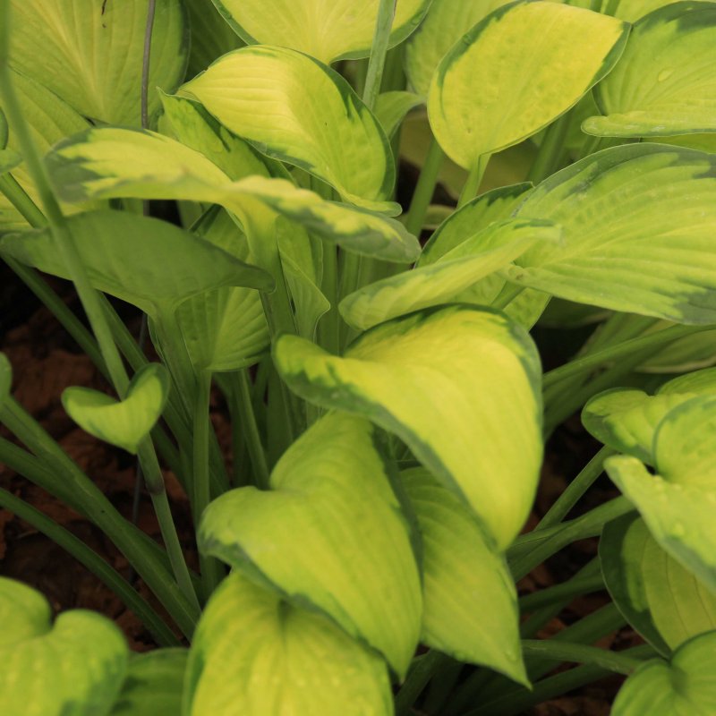 Hosta 'Gold Standard'